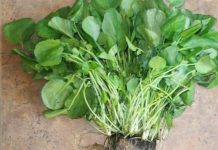 OVA BILJKA JE PROGLAŠENA NAJZDRAVIJOM NA SVIJETU! A kod nas je gotovo niko ne jede…