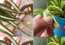 Warum werden die Blattspitzen der Grünlilie braun? Ursachen und Lösungen