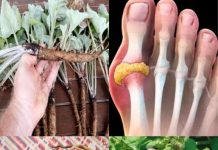 Diese Pflanze zerstört Krebszellen! Sie ist 100-mal wirksamer als eine Chemotherapie.