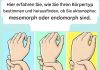 Bist du ein Ektomorph, Mesomorph oder Endomorph? Finde deinen Körpertyp heraus und lerne, wie du ihn optimal in Szene setzt.
