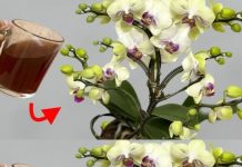 Nie mehr Orchideen mit Wasser gießen: Gießen Sie sie damit für eine spektakuläre Blüte