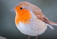 Wenn Sie in der Nähe Ihres Hauses ein Rotkehlchen sehen
