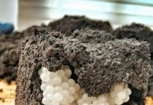 Ich fand etwas Seltsames im Garten – weiße, runde Kugeln: Ich war entsetzt, als ich erkannte, was es war.