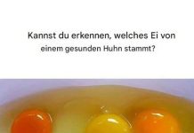 Wie man Eier von gesunden Hühnern erkennt