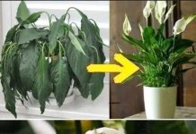 Geben Sie einen Esslöffel auf jede Pflanze zu Hause: Was Sie erwartet