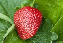 Ich habe Erdbeeren in Salzwasser eingeweicht, und daraus kamen diese weißen Dinger heraus