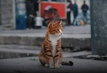 Warum verlassen Katzen ihr Zuhause und kommen nicht zurück