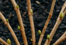 Mit diesen Tricks erwecken Sie ruhende Hortensien zum Leben und sorgen für eine üppige Sommerblüte.
