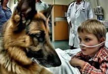 Vor der Operation umarmte der Junge seinen Hund ganz fest, doch das unerwartete Verhalten des Haustiers überraschte alle Ärzte.