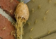 Ich ging auf die Veranda hinaus und sah, wie die Wand… zum Leben erwachte! Hunderte kleiner Kreaturen kamen direkt vor meiner Tür aus ihrem geheimnisvollen Kokon hervor!