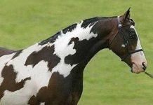 Nur Menschen mit hohem IQ werden das zweite Pferd in dieser verblüffenden optischen Täuschung entdecken.