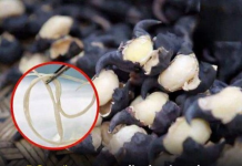 5 Gemüsesorten, die du niemals roh essen solltest – sie können Wurmnester enthalten, die sich in deinem Magen zu Parasiten entwickeln können