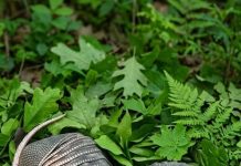 „Heute Morgen habe ich im Hof die Blumen gegossen, als ich plötzlich am Zaun zwei seltsame, kokonartige Formen bemerkte, die mit dicken Schuppen bedeckt waren… und mir schien sogar, als würde sich im Inneren etwas leicht bewegen… Als ich das entdeckte, war ich wirklich schockiert… 😱😱“