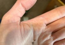 Haben Sie Metallkugeln unter Ihrer Küchenspüle gefunden? Hier ist, was sie bedeuten.