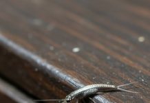 Wenn Sie dieses Insekt in Ihrem Zuhause finden, erfahren Sie hier, was das bedeutet.