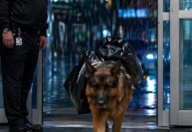 „Ein Hund rannte mit einem riesigen schwarzen Müllsack auf dem Rücken in ein Krankenhaus: Die Krankenschwestern versuchten, ihn zu vertreiben – bis eine von ihnen etwas Seltsames in seinem Verhalten bemerkte 😱“