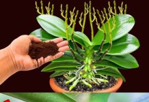 Wenn Sie dies auf der Orchidee verteilen, werden Sie nie damit aufhören