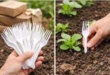 Plastikgabeln im Gemüsegarten: Alle Gärtner machen es – der Grund dafür ist genial.