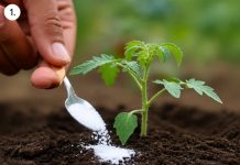Beschleunige das Tomatenwachstum: Verwende diese 8 Zutaten für schnelle und außergewöhnliche Ergebnisse