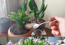 Der Besitzer des Blumenladens hat mir dieses Hausmittel empfohlen