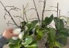 Orchideen, nur wenn man sie so gießt, halten sie ein Leben lang: immer üppig