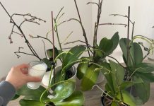 Orchideen, nur wenn man sie so gießt, halten sie ein Leben lang: immer üppig