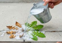 Natürliche und wirksame hausgemachte Unkrautbekämpfung