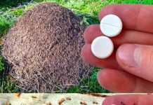 Ameisenfalle: Wie man Ameisen für immer loswird, ohne Pestizide zu verwenden