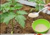Riesige Tomaten im Garten, verrückt: nur ein Löffel dieser Zutat | Alle Gärtner machen es