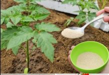 Riesige Tomaten im Garten, verrückt: nur ein Löffel dieser Zutat | Alle Gärtner machen es