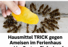 Hausmittel gegen Ameisen im Garten und im Ferienhaus: Einfach auf den Boden legen – und am nächsten Tag sind die Ameisen verschwunden!