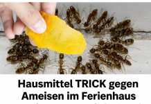 Hausmittel gegen Ameisen im Garten und im Ferienhaus: Einfach auf den Boden legen – und am nächsten Tag sind die Ameisen verschwunden!