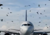 Vögel umzingelten plötzlich ein Flugzeug – die Piloten mussten notlanden: Der wahre Grund überraschte alle 😲😱