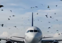 Vögel umzingelten plötzlich ein Flugzeug – die Piloten mussten notlanden: Der wahre Grund überraschte alle 😲😱