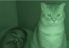 Ich verstand nicht, warum unsere Katze jede Nacht meinen Mann und mich beobachtete, während wir schliefen.