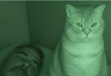 Ich verstand nicht, warum unsere Katze jede Nacht meinen Mann und mich beobachtete, während wir schliefen.
