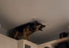 In letzter Zeit kletterte mein Hund auf die Küchenschränke und knurrte laut – zuerst dachte ich, er sei verrückt geworden, bis ich herausfand, worauf er bellte 😲😱