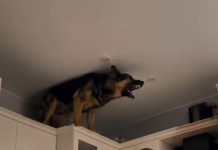 In letzter Zeit kletterte mein Hund auf die Küchenschränke und knurrte laut – zuerst dachte ich, er sei verrückt geworden, bis ich herausfand, worauf er bellte 😲😱