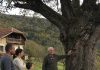 Der Großvater verbot sein ganzes Leben lang, den alten Birnbaum zu fällen – doch nach seinem Tod entdeckte man im Stamm ein Geheimnis, das er siebzig Jahre lang bewahrt hatte