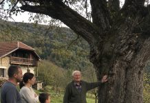 Der Großvater verbot sein ganzes Leben lang, den alten Birnbaum zu fällen – doch nach seinem Tod entdeckte man im Stamm ein Geheimnis, das er siebzig Jahre lang bewahrt hatte