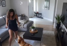 Die Ehefrau behauptete, ihr Hund greife sie ständig grundlos an: Ihr Mann glaubte ihr nicht und beschloss, eine Kamera zu installieren, um seine Frau und den Hund zu beobachten – doch was er auf dem Bildschirm sah, schockierte ihn zutiefst 😨😱