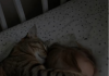 Jede Nacht schlief die Katze neben der zweijährigen Tochter und legte ihr eine Pfote auf das Gesicht. Die erschrockenen Eltern beschlossen, ihr geliebtes Haustier wegzugeben – bis der Kinderarzt erschien und eine Wahrheit enthüllte, die alle sprachlos machte. 😱😱