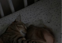 Jede Nacht schlief die Katze neben der zweijährigen Tochter und legte ihr eine Pfote auf das Gesicht. Die erschrockenen Eltern beschlossen, ihr geliebtes Haustier wegzugeben – bis der Kinderarzt erschien und eine Wahrheit enthüllte, die alle sprachlos machte. 😱😱