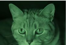 Jede Nacht wachte ich mit dem Gefühl auf, dass unsere Katze mich und meinen Mann aufmerksam beobachtete – und dieses Gefühl machte mir große Angst. 😨