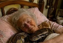 j😨 Eine 75-jährige Frau hielt drei Jahre lang einen riesigen Python in ihrem Haus, bis die Schlange eines Tages begann, jede Nacht in ihr Bett zu kriechen und sich um ihren Körper zu wickeln. Die ältere Frau glaubte, dies sei ein Zeichen von Zuneigung. Doch als ihre Tochter, die als Tierärztin arbeitete, zu Besuch kam und das Verhalten der Schlange bemerkte, bekam sie große Angst und bat ihre Mutter sofort, nicht länger neben dem Python zu schlafen.