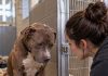 Heute wurde ein einjähriger Pitbull in unser Tierheim gebracht. Er setzte sich nur hin und senkte den Kopf – doch wenige Stunden später verriet ein kleines Detail unter seinem Halsband, warum wir ihn niemals dem Mann zurückgeben durften, der ihn zurückhaben wollte