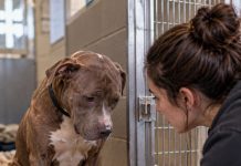 Heute wurde ein einjähriger Pitbull in unser Tierheim gebracht. Er setzte sich nur hin und senkte den Kopf – doch wenige Stunden später verriet ein kleines Detail unter seinem Halsband, warum wir ihn niemals dem Mann zurückgeben durften, der ihn zurückhaben wollte
