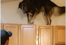 Mein Hund kletterte in letzter Zeit ständig auf die oberen Küchenschränke und knurrte laut – zuerst dachte ich, er sei verrückt geworden, bis ich herausfand, warum er bellte 😮